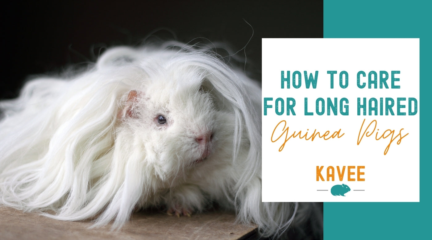 How to Take Care of Long-Hair Guinea Pigs | Kavee USA