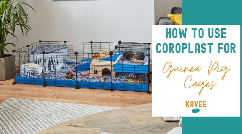 How to use coroplast for a guinea pig cage? - Kavee USA Blog