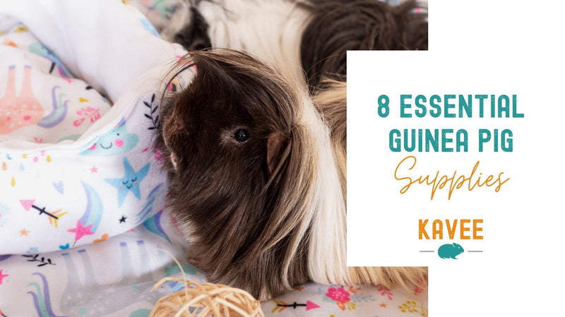 7 Supplies you Should NOT Get for your Guinea Pigs