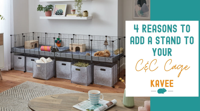 4 reasons to add a stand to your C&C guinea pig cage