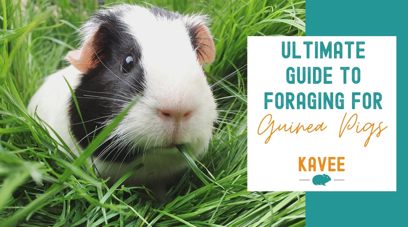 The Ultimate Guide to Foraging for your Guinea Pigs & Rabbits