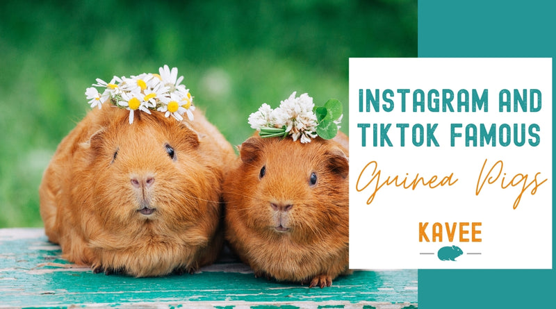 famous guinea pigs of instagram and TikTok Kavee blog usa