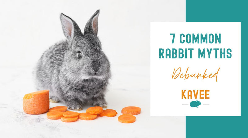 7 Common Rabbit Myths Debunked