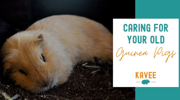 Caring for your old guinea pigs - Kavee USA Blog