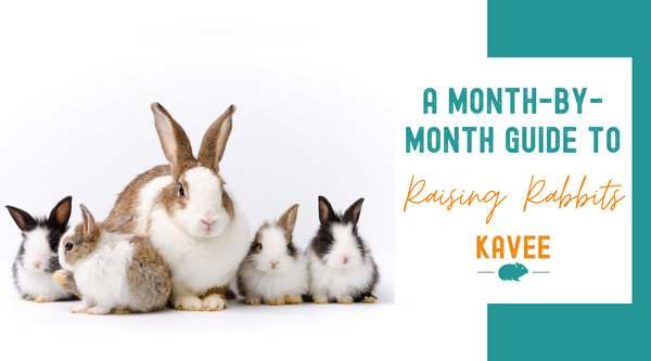 A month-by-month guide to raising rabbits