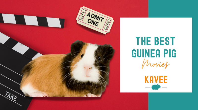 best films and books featuring guinea pigs kavee blog usa