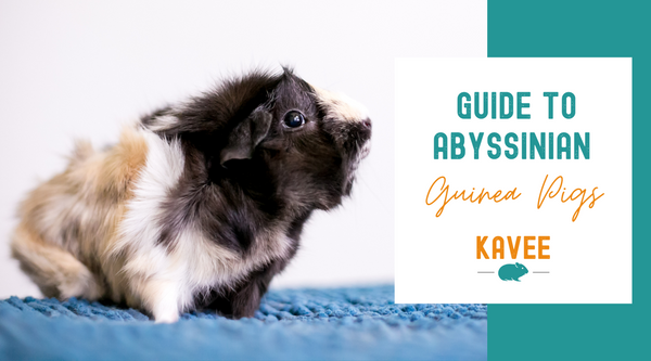 Abyssinian Guinea Pigs: The Guide to the "Bedhead" Piggies