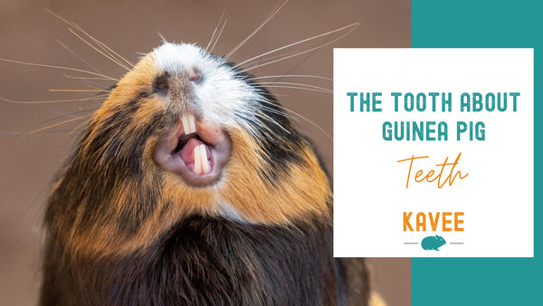 The Ultimate Guide to Guinea Pig Teeth