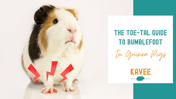 Caring for Piggy Soles - The Toe-tal Guide to Bumblefoot in Guinea Pigs