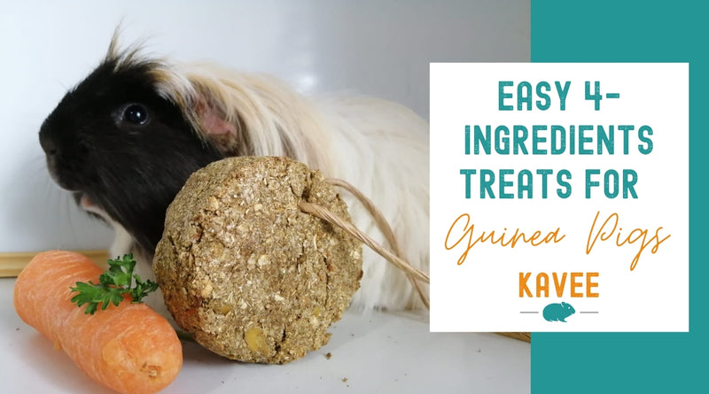 easy 4 ingredient treats for guinea pigs kavee blog usa