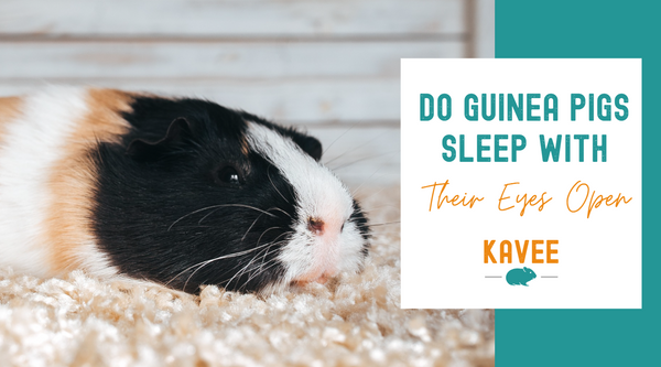 Guinea pig sleeping with eyes open