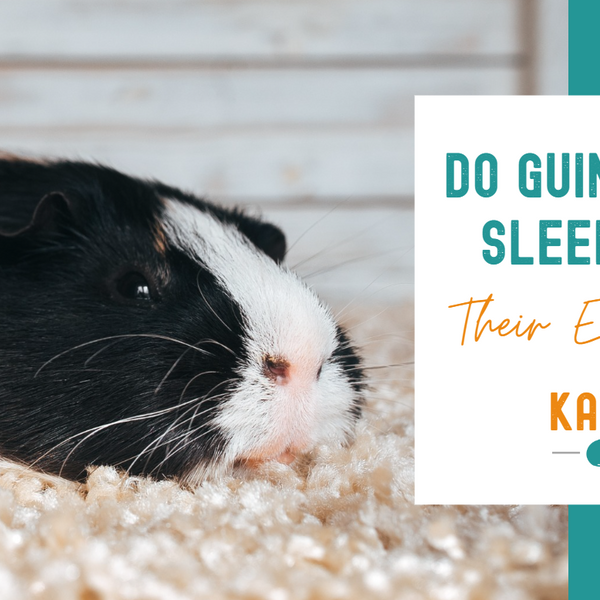 Do Guinea Pigs Sleep with their Eyes Open? | Kavee