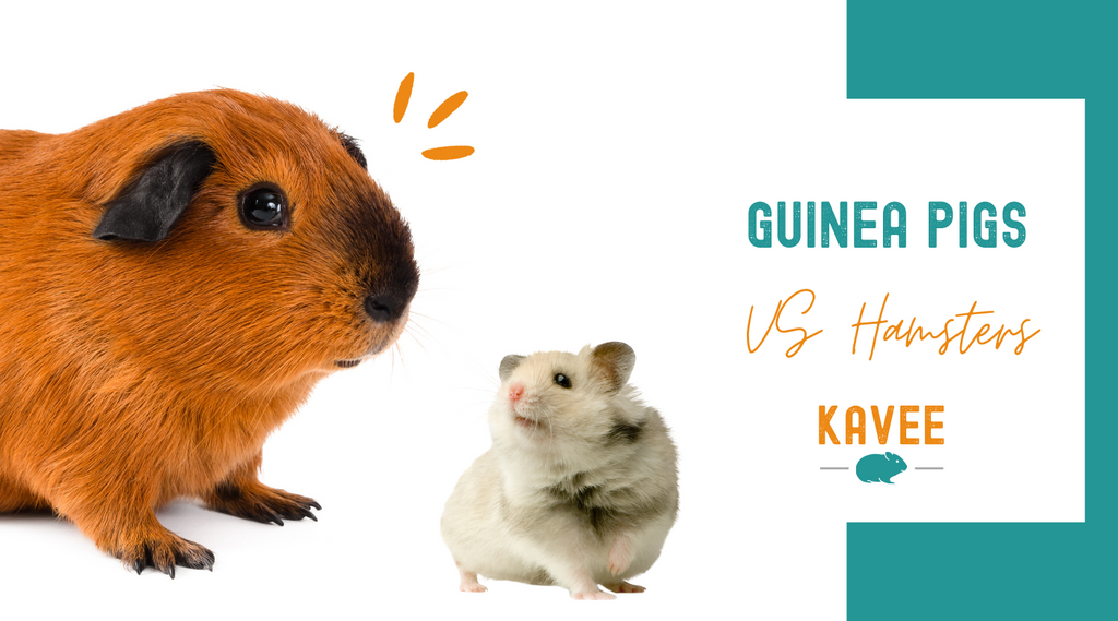 Squeak, Squeak! 4 Types Of Hamsters To Consider If Your Kid Wants A Furry  Friend
