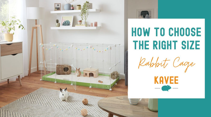 How to choose the right size rabbit cage
