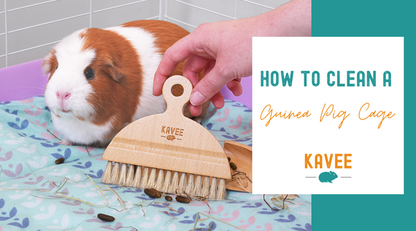 How to clean a guinea pig cage