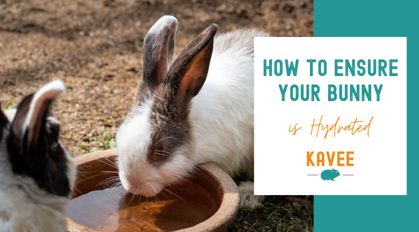 How to ensure your bunny is hydrated