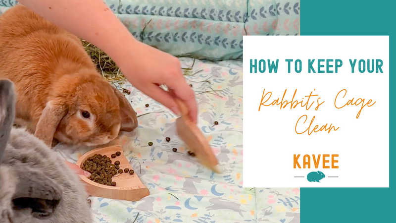 How to keep your rabbit's cage clean