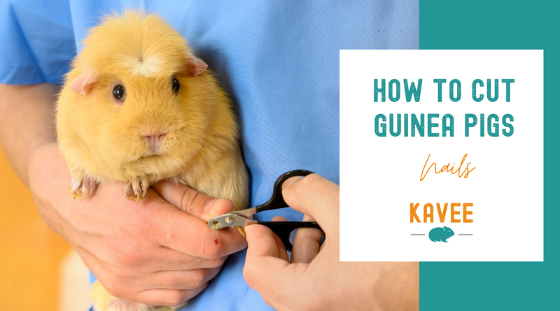 How to cut guinea pigs nails blog