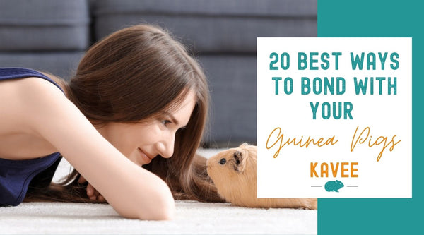 20 best ways to bond with your guinea pig!