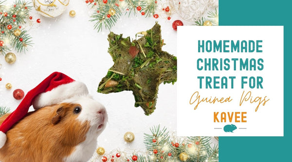 Homemade Christmas Treats for Guinea Pigs - EASY RECIPE!