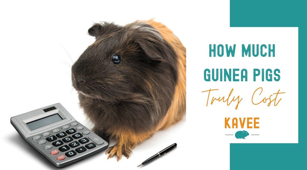 the real and shocking cost of owning guinea pigs