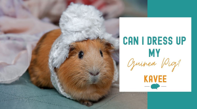 Can I dress up my guinea pig? Our Opinion on Small Pet Costumes!