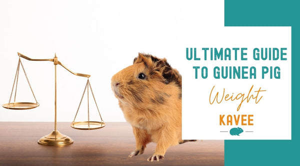 Everything you need to know about your guinea pig and their weight too fat too thin