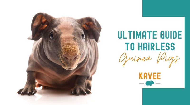The Ultimate Guide to Hairless and Skinny Guinea Pigs Kavee blog