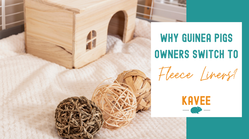 why guinea pig owner parents swap to fleece liners from wood shaving kavee blog