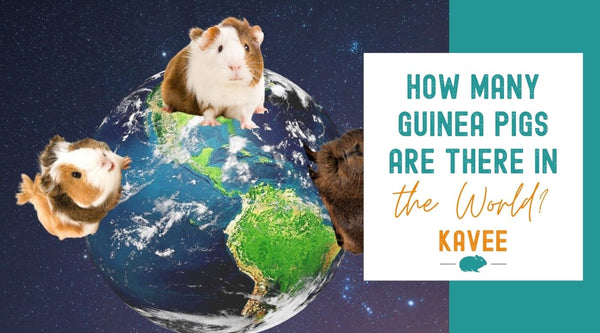how many guinea pigs are there in the world?