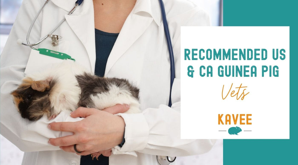 Guinea Pig Vets in the USA and Canada | with Map | Kavee USA