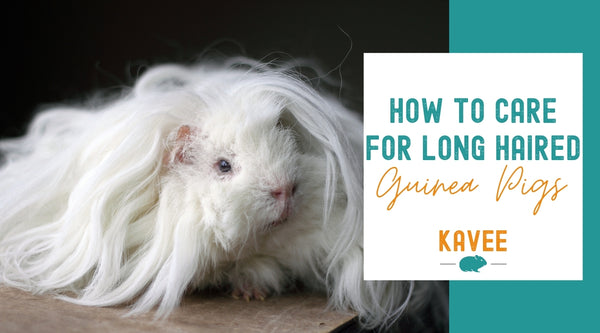 ultimate care guide for long hair guinea pigs