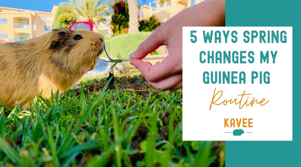 5 ways spring changes my guinea pig routine kavee c&C cage guinea pig