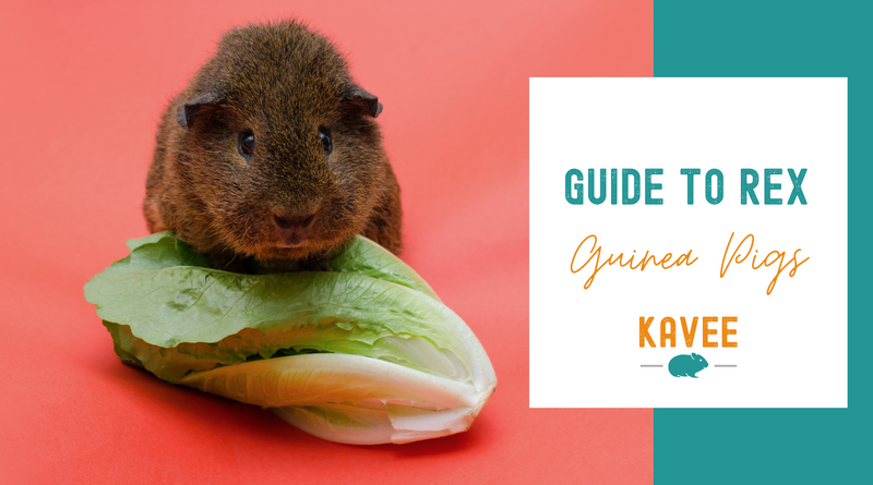 Rex Guinea Pigs: the Guide to the “Fuzzy” Piggy