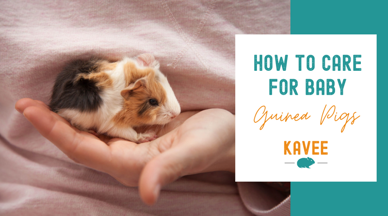 How to Care for Baby Guinea Pigs Kavee