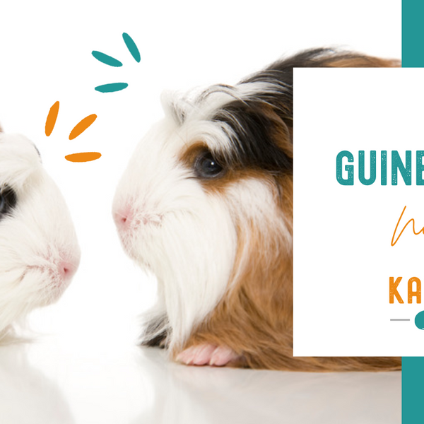 Guinea pig best sale talking