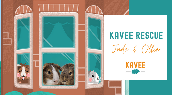 How the Kavee Rescue Changed the Lives of These Piggies | Jude & Ollie