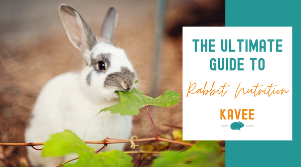 The Ultimate Guide to Rabbit Nutrition