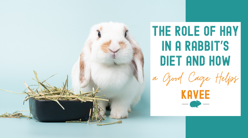 The Role of Hay in Your Rabbit’s Diet and How a Good Cage Helps