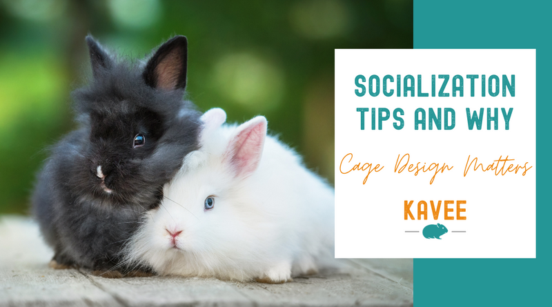 Tips on socializing rabbits and why cage design matters