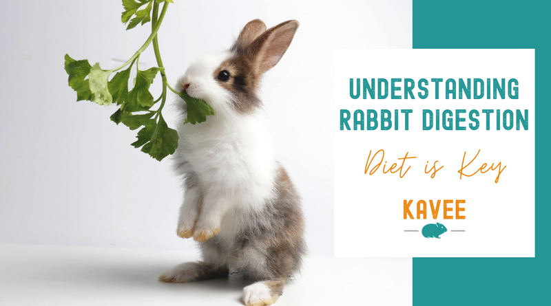 Understanding rabbit digestion