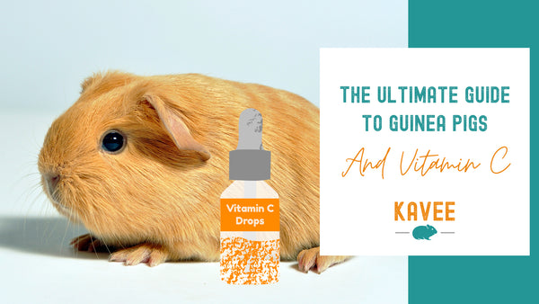 C for Cavy - The Ultimate Guide to Vitamin C for Guinea Pigs