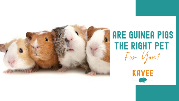 Are Guinea Pigs Good Pets?