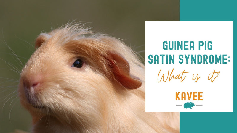Satin Syndrome in Guinea Pigs: Everything you Need to Know!