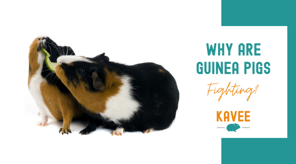 Why are guinea pigs fighting blog