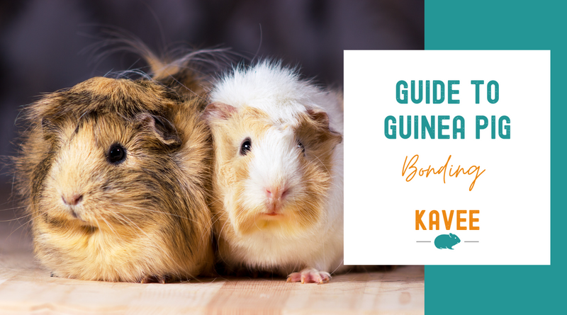 Guide to Guinea Pig Bonding