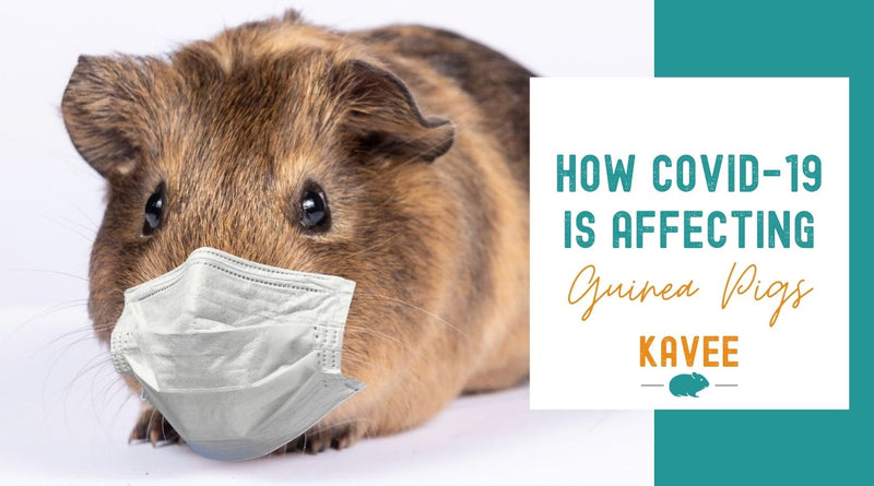 How COVID-19 is Affecting Guinea Pigs shelter rescue