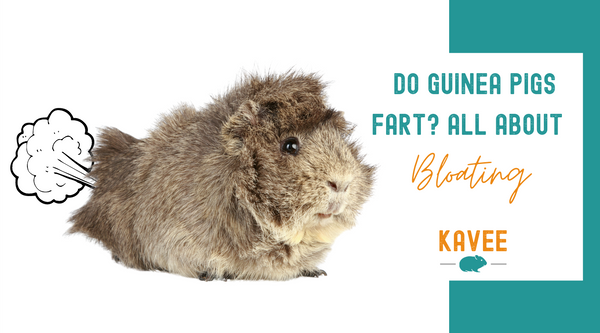 Do Guinea Pig Fart Kavee blog gas bloating