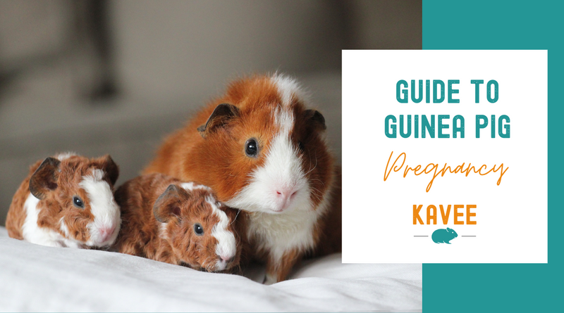 How Long are Hamsters Pregnant: Quick Guide to Gestation