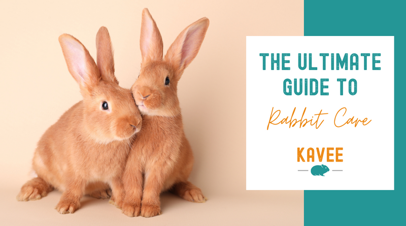 The ultimate guide to rabbit care